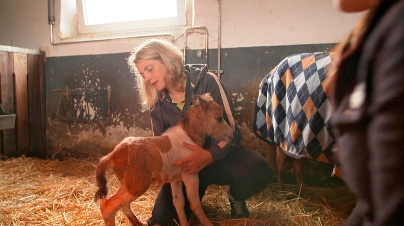 Die Tierärztin Alexandra Erbeldinger ist in großer Sorge, ob Stute und Fohlen wohlauf sind. Kurzerhand richtet sie sich ein Nachtlager im Stall ein. – Bild: NDR/​Doclights GmbH