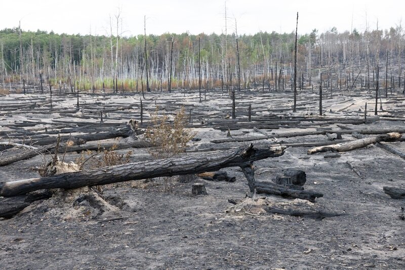 Waldbrände sind in Deutschland keine Seltenheit. Sie zerstören Flora und Fauna. Aber die Natur wird sich erholen. Trotzdem bleibt die Gefahr für den Menschen allgegenwärtig. – Bild: ZDF