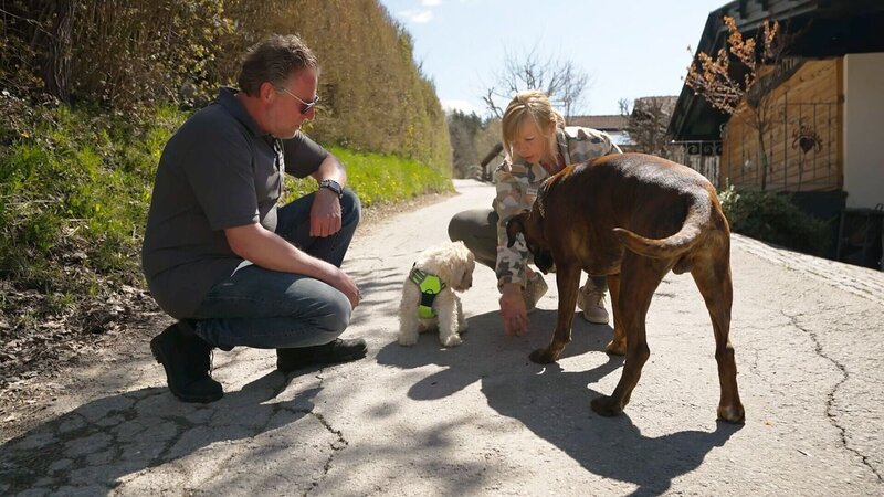 Auch in der Schweiz gibt es Hundestress: Lagotto-Welpe Falco frisst Boxer Tiago das Futter weg. – Bild: RTL