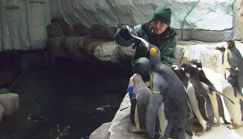 ARD/​NDR LEOPARD, SEEBÄR & CO., FOLGE 122, am Freitag um 16:10 Uhr im ERSTEN. Tierpfleger Dave Nelde fuettert die Königspinguine. – Bild: NDR/​DocLights GmbH