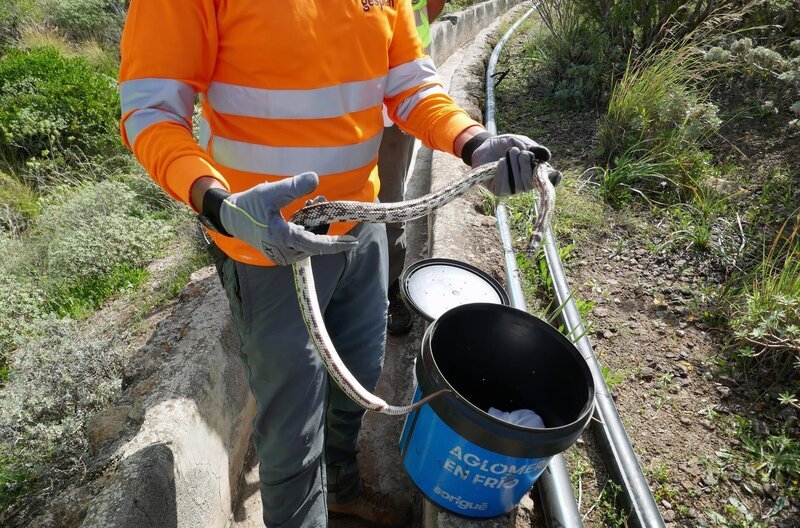 Kettennatterfund auf Gran Canaria: Schlangenfänger wie Kenia versuchen die Plage auf der Insel zu stoppen. – Bild: Juliette Planitzer