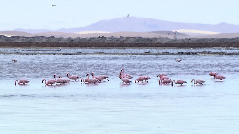 Die Reise des Schakals führt an Flamingos vorbei. – Bild: SWR/​EIKON Media/​Steffen Bohnert