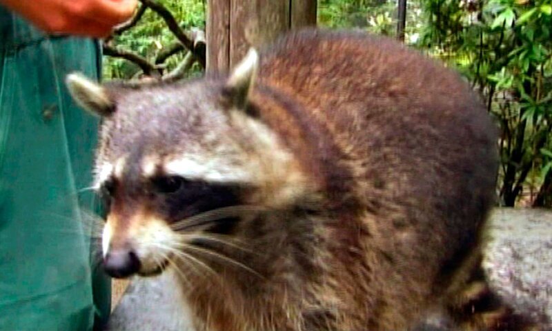 Ein Waschbär auf Diät. Sein Gewicht wird regelmäßig ermittelt. – Bild: HR