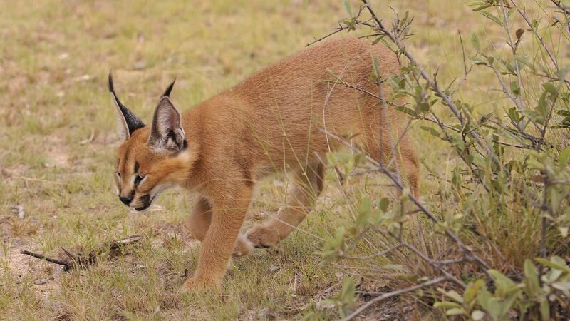 . – Bild: ANIXE HD