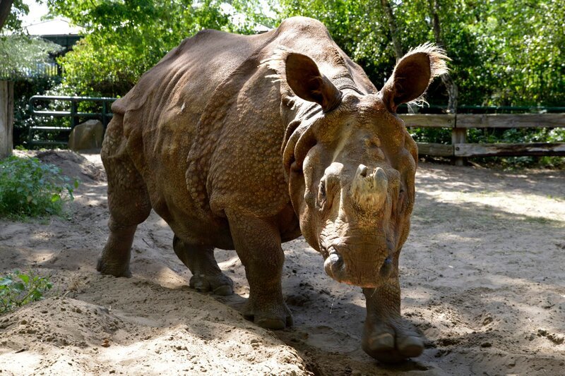 Panzernashorn-Dame Jhansi im Zoo Berlin. – Bild: rbb/​Thomas Ernst