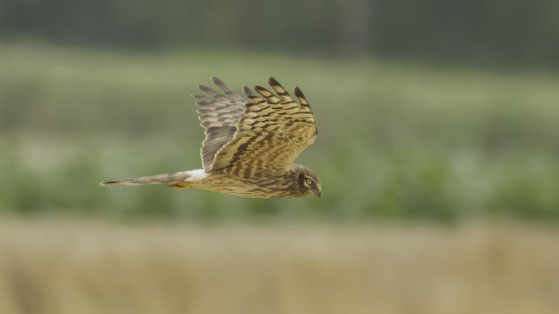 Wiesenweihen-Weibchen beim Suchflug über einem Feld. Wiesenweihen sind Bodenbrüter und bauen ihre Nester in Winterweizenfeldern. – Bild: BR/​TEXT + BILD Medienproduktion GmbH & Co. KG