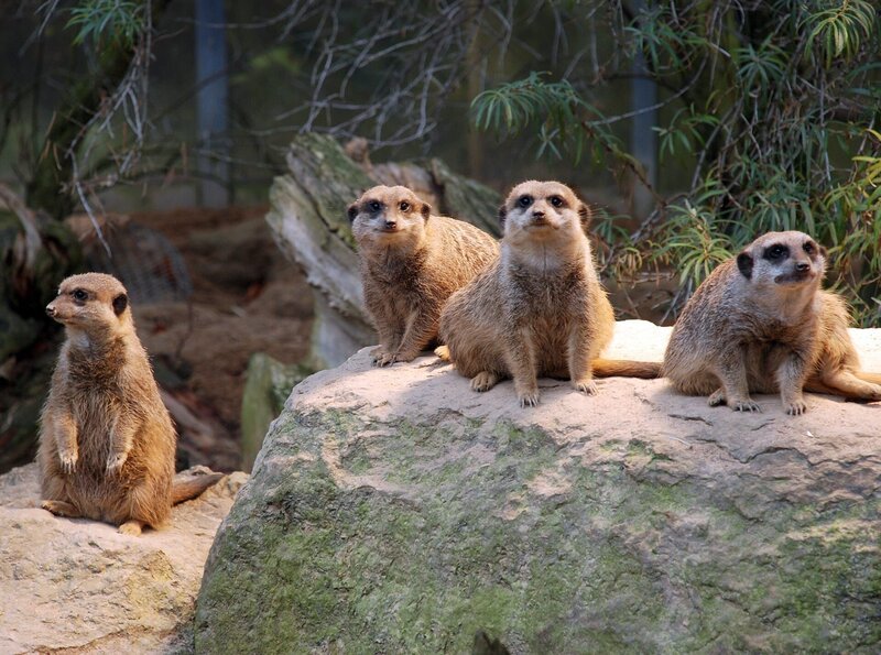 Immer unter Spannung: Erdmännchen zählen zu den Stars in jedem Zoo, auch in der Wilhelma. – Bild: BR/​SWR/​Frieder Bundt