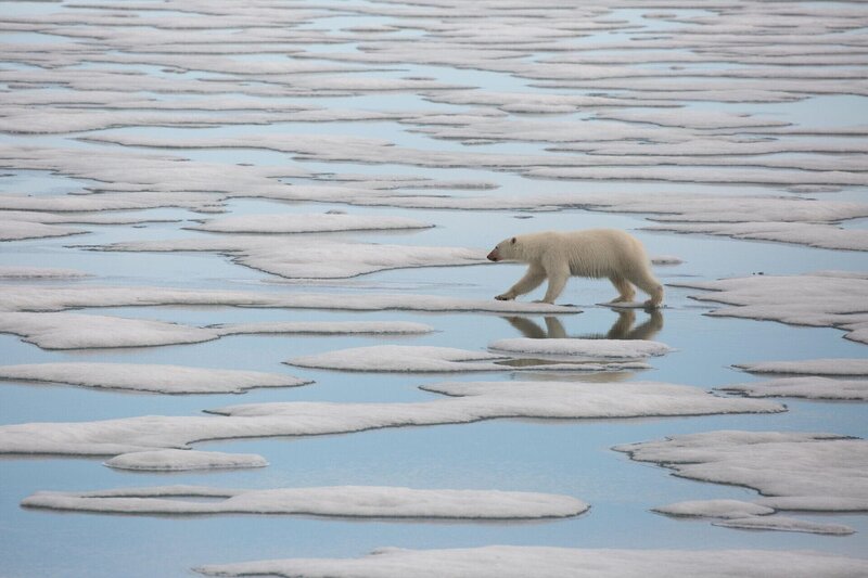 Ein junges Eisbärenweibchen auf der Insel Svalbard wandert durch die Schmelzwasserkanäle auf dem Meereis. Zu dieser Jahreszeit wird die Jagd schwierig, da das Packeis zu schmelzen beginnt. (National Geographic/​Tom Hugh Jones) – Bild: 2019 NGC Network US, LLC. All rights reserved.) Lizenzbild frei