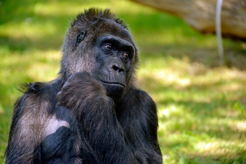 PANDA, GORILLA & CO. FOLGE 293, „Geschichten aus dem Zoo Berlin und dem Tierpark Berlin“, am Mittwoch um 16:10 Uhr im ERSTEN. Die Gorilla-Dame Fatou im Zoo Berlin. – Bild: rbb/​Thomas Ernst