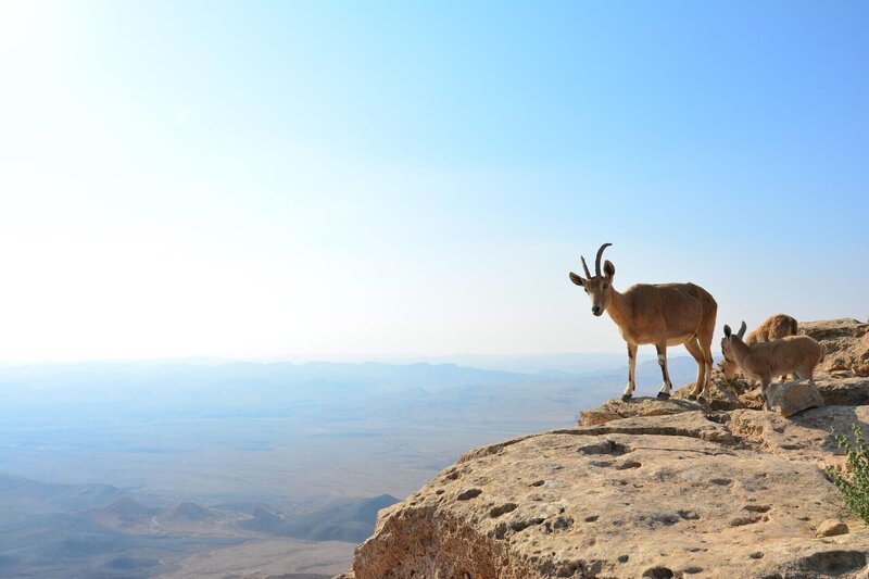 A pair of Nubian ibex (Capra nubiana) stand atop high cliffs in the Israeli desert. This pair are a mother and kid – the kid is only a few days old and already has the skills to navigate the vertical cliffs. – Bild: 2019 NGC Network US, LLC. All rights reserved.) Lizenzbild frei