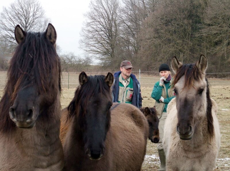 Auf Außentermin: Kurator Dr. Günther Schleussner und Tierpflegerin Ramona Schiele holen Dülmener Pferde für den Schaubauernhof der Wilhelma. Aber ob sich die Tiere auch mit den dortigen Bewohnern verstehen, ist zu sehen in einer neuen Folge von Eisbär, Affe & Co. – Bild: BR/​SWR/​Christian Neumann/​Frieder Bundt