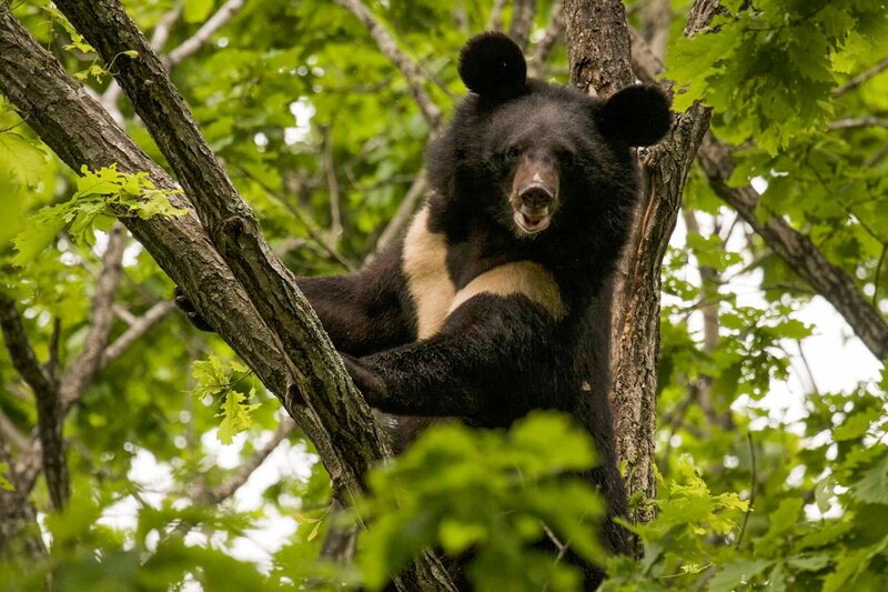 Asiatischer Schwarzbär – Bild: SRF/​Altayfilm