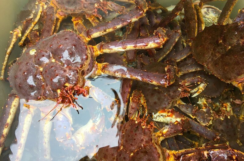 Die Kamtschatkakrabbe oder Königskrabbe gilt als teure Delikatesse. – Bild: Kobalt