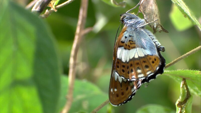 Schmetterling. – Bild: 3sat