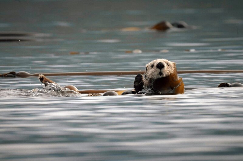 Seeotter finden in wachsenden Tangwäldern neue Lebensräume. – Bild: Streetsfilm