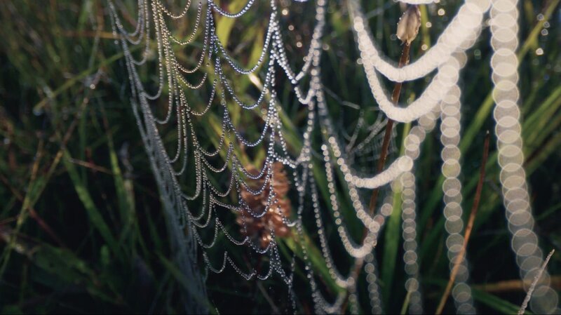 Spinnennetze im morgendlichen Gegenlicht. Es sind Stimmungen wie diese die dem Alpenvorland den typischen Zauber verleihen. – Bild: Patrick Centurioni /​ ORF /​ Centurioni Images
