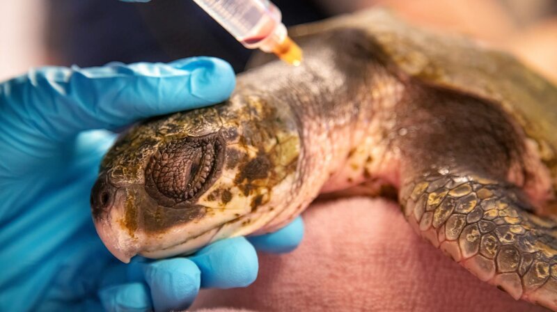 Durch sich verändernde Meeresströmungen verschlägt es Karibische Bastardschildkröten immer wieder viel zu weit in den Norden, und sie werden an die Strände gespült. Naturschützer sammeln die bewegungsunfähigen Schildkröten ein. Im New England Aquarium in Boston ist man mittlerweile darauf spezialisiert, die hilflosen Meeresbewohner zu behandeln. – Bild: phoenix/​ZDF/​Nick Shoolingin-Jordan
