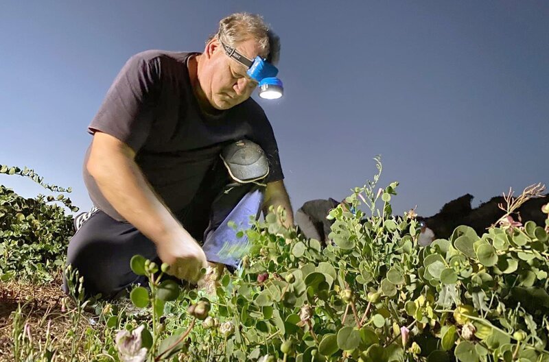 Die Kapernernte ist harte Arbeit und beginnt schon vor Sonnenaufgang. – Bild: ARTE /​ © MedienKontor/​Martin Schacht