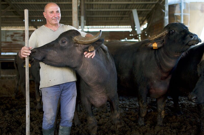 Die Büffelpest wie auch die gestiegenen Futter- und Energiepreise machen Büffelbauer Paolo Carlino und seiner Familie das Leben schwer. – Bild: Kevin Köhrmann