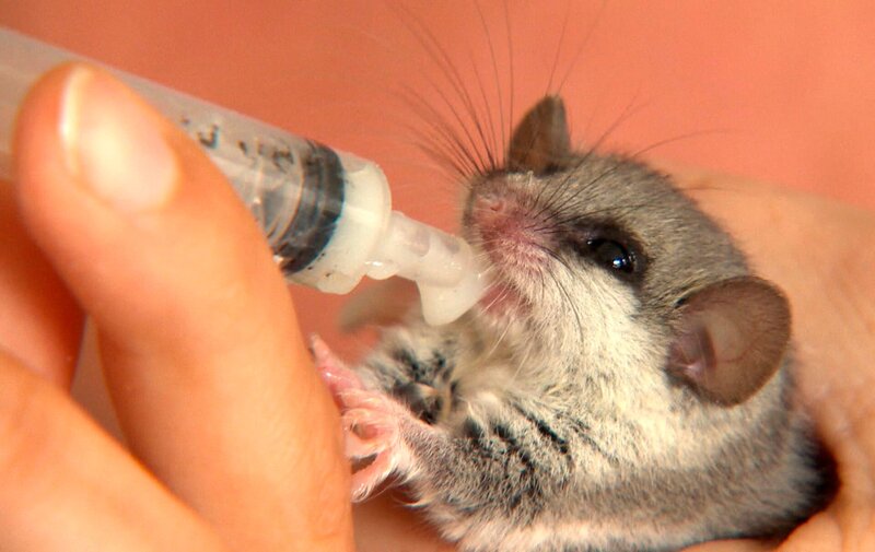 Auf der Farm ist heute Präzisionsarbeit gefordert. Die Kleinsten der Kleinen wollen gefüttert werden: Siebenschläfer-Baby Socki und Baumhörnchen Cookie. Die Mäulchen sind so winzig, dass man eine Spritze benutzen muss. – Bild: SWR/​Christian Marohl