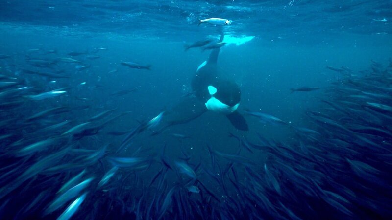 Orca vor Heringsschwarm vor Kanada – Bild: 3sat