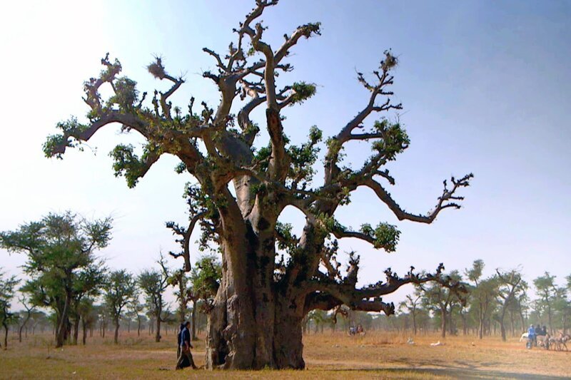 Aliou führt Bernard Fontanille in seine Heimatregion, um ihm vor Ort die Ursprünge seines medizinischen Wissens zu zeigen. – Bild: Bonne Pioche Télévision