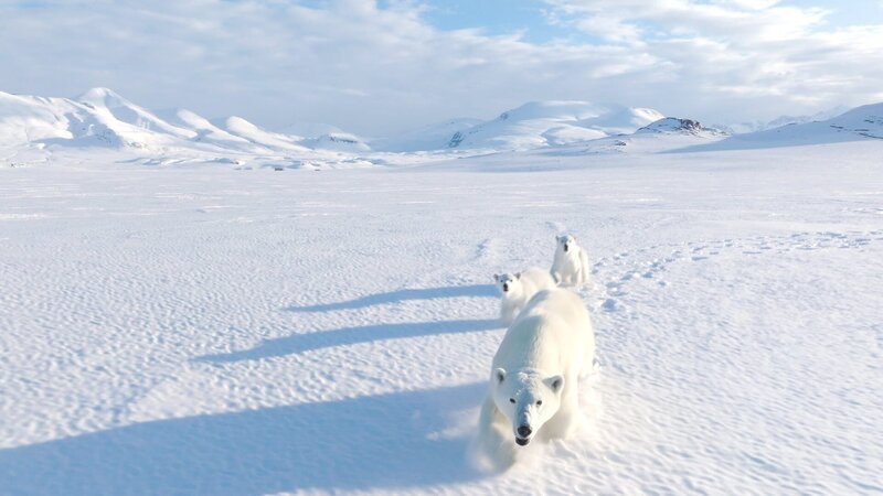 Eisbärin mit zwei Jungen auf dem König-Oskar-Fjord, Ost-Grönland – Bild: 3sat