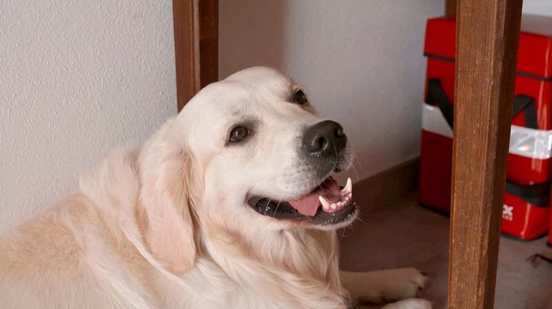 Gefährliche Streptokokken auf dem Zahnstein eines Golden Retrievers machen die ganze Besitzer-Familie krank. – Bild: NDR/​Doclights GmbH