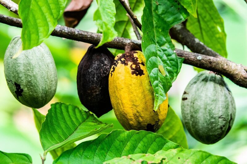Kakao, Kakaoschoten, Früchte Bild. Frei zur Verwendung. – Bild: marvinbla Kakao, Kakaoschoten, Früchte Bild. Frei zur Verwendung. – Bild: marvinbla