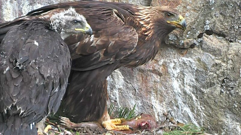 Steinadler. – Bild: BR/​WDR