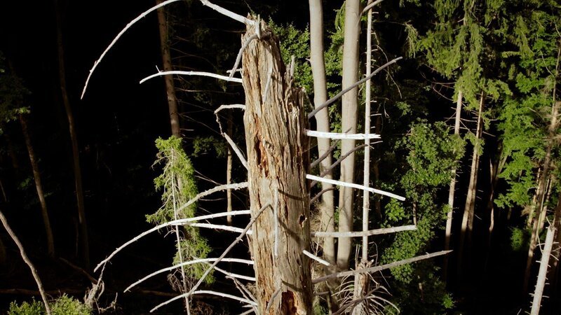 Genetisch modifizierte Bäume.; Borkenkäfer-Schäden am Schliersee. – Bild: BR/​Florian Leo