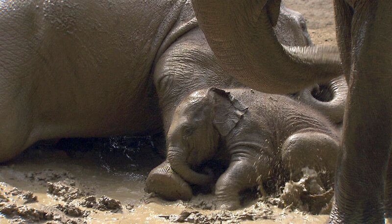 ARD/​NDR LEOPARD, SEEBÄR & CO., FOLGE 128. Elefantenbaby Assam suhlt sich im Matsch. – Bild: NDR/​DocLights GmbH