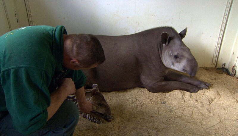 Tierpfleger Thomas Günther mit Tapir Carima und Baby Parima. – Bild: NDR/​DocLights GmbH