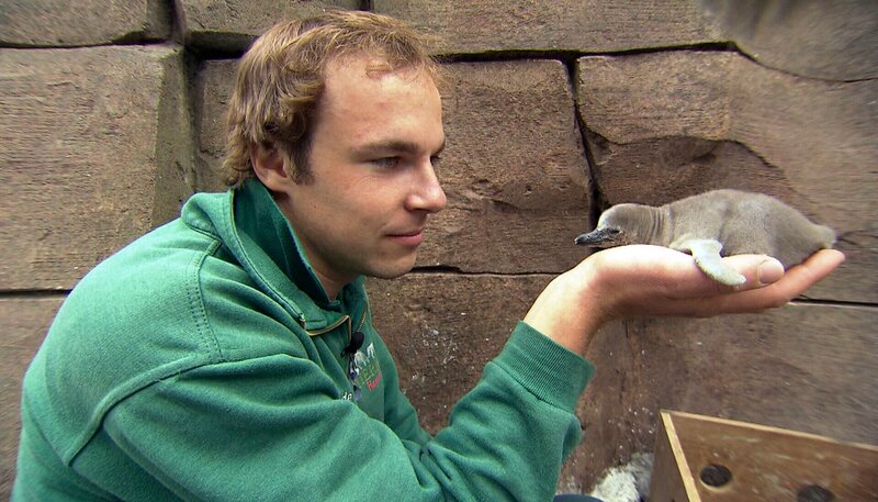 ARD/​NDR LEOPARD, SEEBÄR & CO., FOLGE 129, Tierpfleger Dave Nelde bei der Pinguininventur. – Bild: NDR/​DocLights GmbH