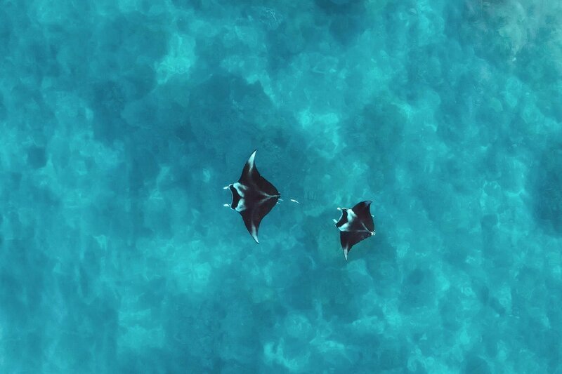 Manta-Rochen haben das größte Gehirn aller Fische. Sie erreichen eine Spannweite von bis zu sieben Metern. – Bild: 3sat