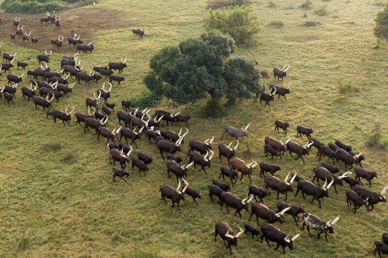 Das Watussirind ist das vielleicht berühmteste Nutztier Afrikas. Diese durch Kreuzung entstandene Rinderrasse ist mehr als 5.000 Jahre alt. – Bild: 3sat