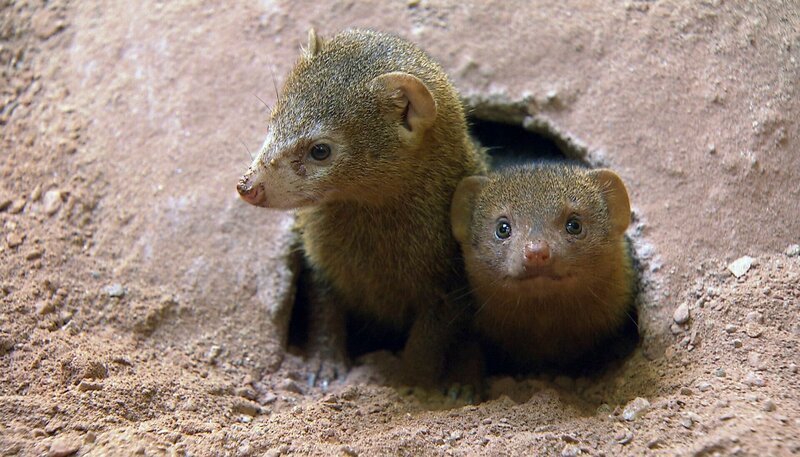 Die Neugier treibt die Zwergmangusten raus. – Bild: NDR/​DocLights GmbH