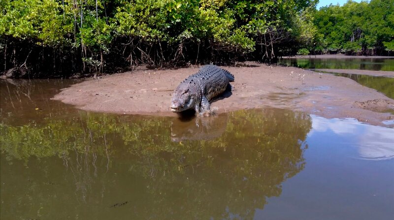 Im Mangrovengürtel des Daintree Rainforest-Nationalparks leben zahlreiche Salzwasserkrokodile – eine Gefahr für die Anwohner, die hier gern fischen und campen gehen. Deshalb orten die Ranger die Raubtiere per Drohne und posten deren „Spots“ auf Facebook. – Bild: NDR/​Florian Melzer
