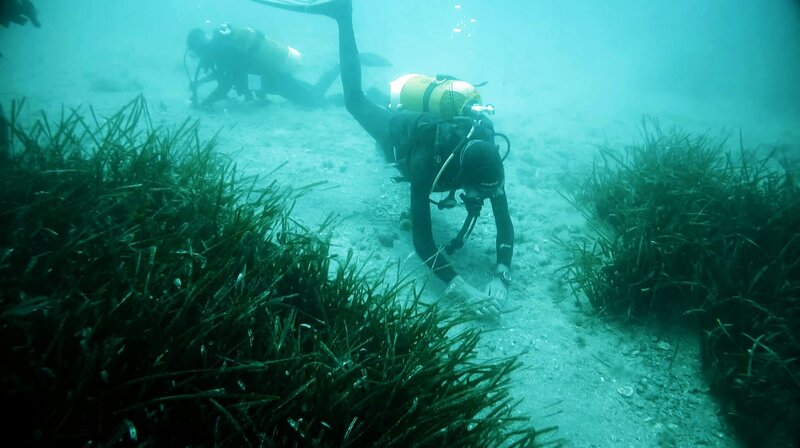 Mit dem Projekt „Manaia“ sollen Seegraswiesen im Mittelmeer geschützt werden. Dazu sammeln Taucher die Samen der Pflanze. – Bild: phoenix/​ZDF