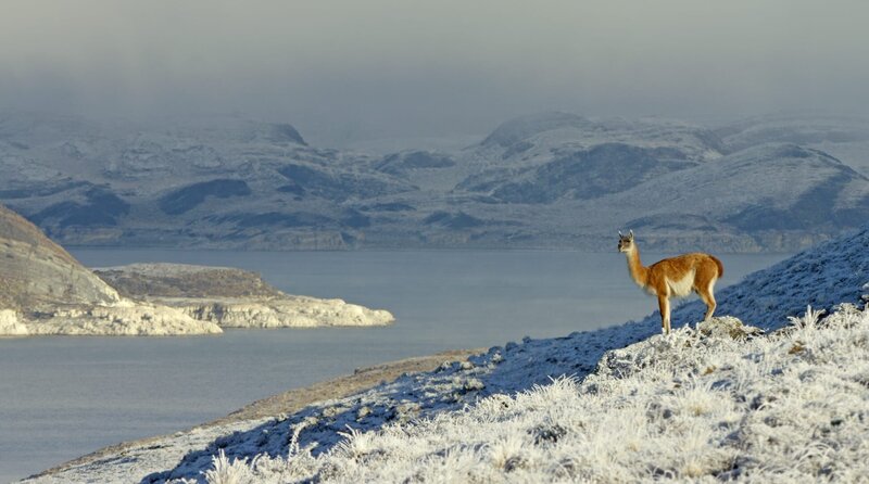Guanako im Nationalpark Torres del Paine. – Bild: phoenix/​BBC