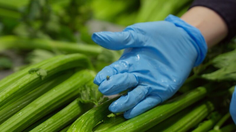 Ein CBP-Beamter hält einen möglichen Schädling fest, nachdem er ihn in einer Selleriesendung entdeckt hat (National Geographic). – Bild: Lucky8 TV /​ National Geographic