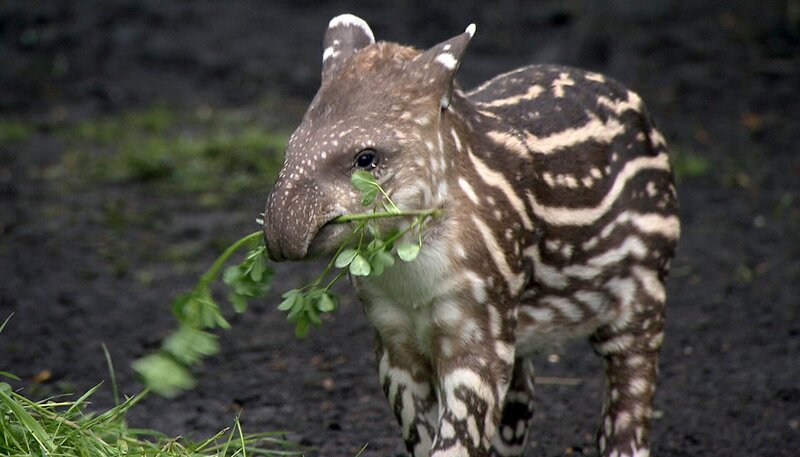 Tapirbaby Parima futtert schon munter drauflos – Bild: NDR/​DocLights GmbH
