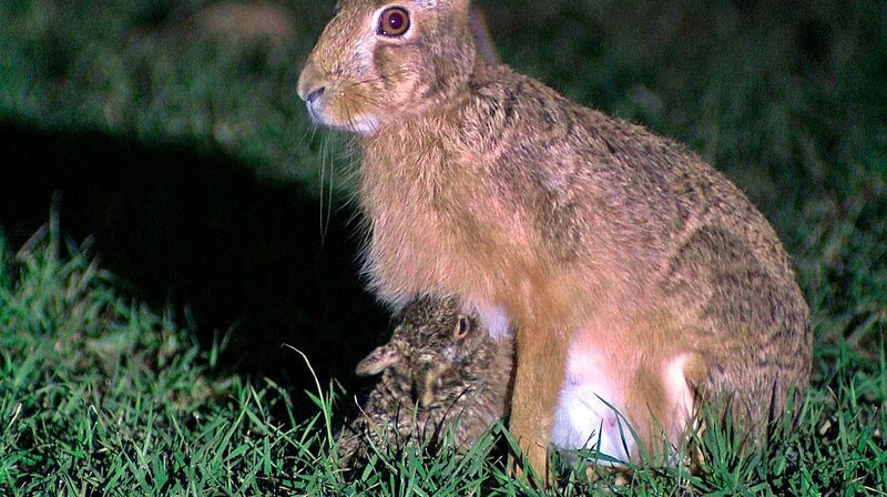 Erst nachts kommt die Feldhasen-Mutter, um ihr Junges zu säugen. Die Milch ist so nahrhaft, dass eine Minute Säugen für 24 Stunden ausreicht. – Bild: NDR/​MacroTele-Film Schieke GbR/​NDR Naturfilm