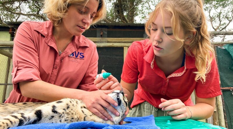 Nina (rechts) gibt der Katze Augentropfen, damit die Netzhaut während der Betäubung nicht austrocknet. – Bild: BR/​Text und Bild Medienproduktion GmbH & Co. KG/​Ben Wolter