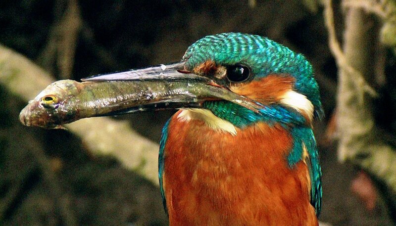 Der Eisvogel ist ein seltener Gast im Osnabrücker Land. Als Fischjäger brütet er nur an sauberen und fischreichen Bächen am Teutoburger Wald. – Bild: „Bild: NDR/​NDR Natu