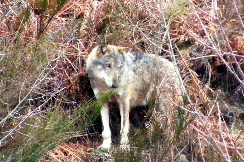 In den Bergen rund um das italienische Cuneo lebt ein Wolfsrudel, das viel von sich reden macht, denn der Nachwuchs wandert bevorzugt nach Norden in Richtung Bayern. So soll zum Beispiel der Wolf, jüngst überfahren vor Starnberg, aus diesem Rudel stammen. – Bild: BR