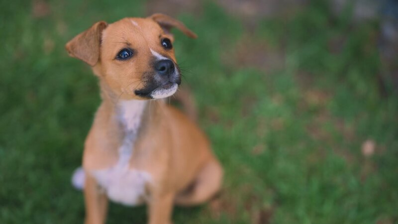 Brauner Puppy – Bild: RTL /​ Folge 15_007