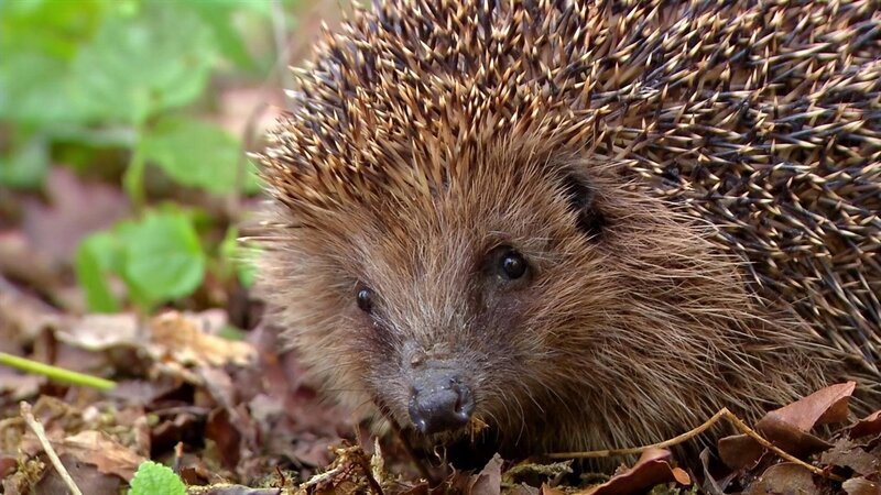 In der „Sendung mit dem Elefanten“ gibt es eine spannende Tierdokumentation über einen Igel. – Bild: WDR/​Die Sendung mit dem Elefanten