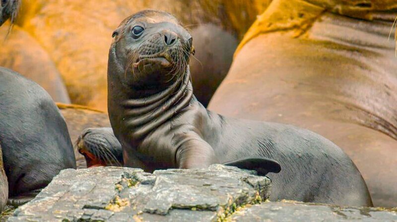 An Chiles Pazifikküste gibt es große Seelöwen-Populationen. – Bild: phoenix/​ZDF/​Casey Anderson