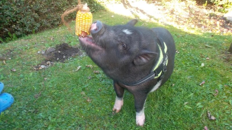 4 Anna und die Haustiere – Minischwein 2; © BR/​Text+Bild Medienproduktion GmbH & Co. KG – Honorarfreie Verwendung gemäß AGB im redaktionellen Zusammenhang mit genannter Sendung bei Nennung „Bild: BR/​Text+Bild Medienproduktion GmbH & Co. KG“. Andere Verwendung nur nach Absprache. KiKA Marketing & Kommunikation – bildredaktion@kika.de Telefon: +49 361.218⁠–⁠1826 – Bild: BR/​Text+Bild Medienproduktion GmbH & Co. KG